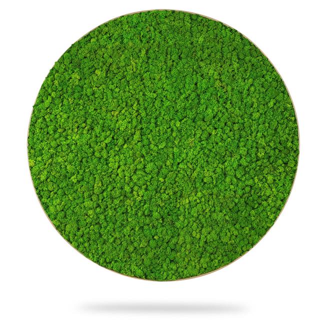 Mechový obraz kruh LIŠEJNÍK mono GREEN, průměr 55cm, dubový rám